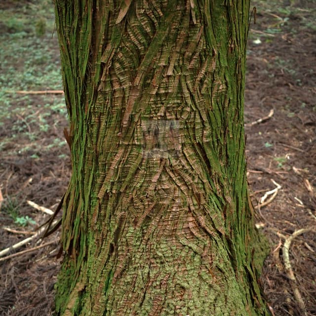 Rut (feat. HANRORO, JUNNY)